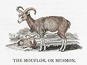 Classified: BEWICK / MOUFLON