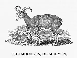 Classified: BEWICK / MOUFLON