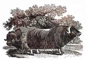 Musk: BEWICK - MUSK OX