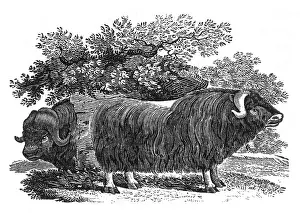 Bewick: BEWICK - MUSK OX
