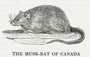 Bewick: BEWICK / MUSKRAT