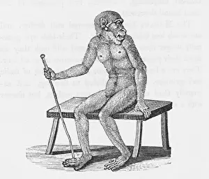 Orang: BEWICK / ORANG-UTAN
