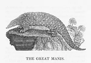 Invulnerable: BEWICK / PANGOLIN
