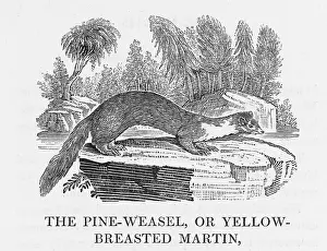 Weasel: BEWICK - PINE-MARTEN