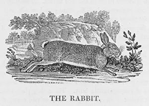 Habits: BEWICK / RABBIT - 1