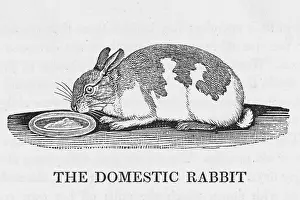 Descended: BEWICK / RABBIT - 2