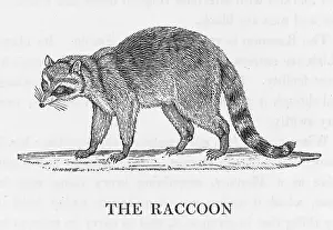 Raccoon: BEWICK / RACCOON