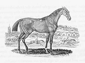 Rivalry: BEWICK RACE HORSE