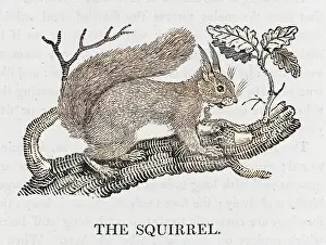 Prevalent: BEWICK / RED SQUIRREL