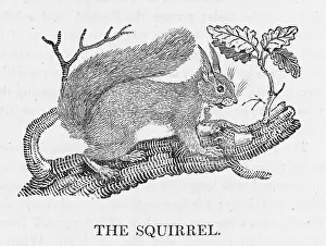 Widely: BEWICK / RED SQUIRREL