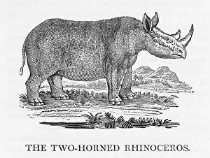Bewick: BEWICK / RHINOCEROS 2