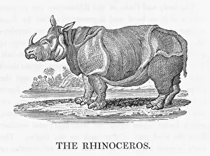 Bewick: BEWICK / RHINOCEROS