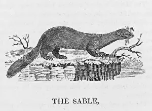 Sable: BEWICK / SABLE