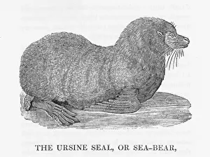 Bigger: BEWICK - SEA-BEAR