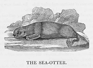 Smallest: BEWICK / SEA OTTER