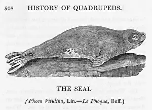 Phoca: BEWICK / SEAL