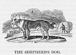 Countless: BEWICK SHEPHERDS DOG