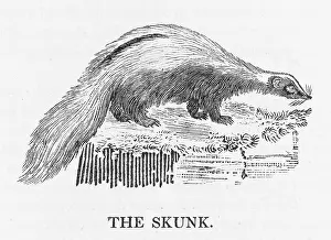 Ducts: BEWICK / SKUNK