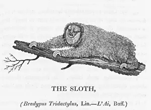 Exciting: BEWICK / SLOTH