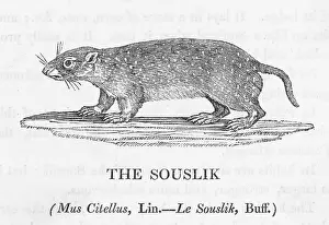 Classed: BEWICK / SOUSLIK