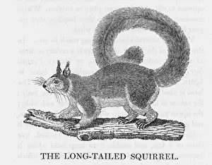 Malabar: BEWICK SQUIRREL LONGTAIL