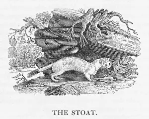 Weasel: BEWICK / STOAT