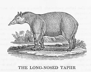 Classified: BEWICK / TAPIR
