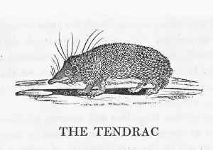 Spiny: BEWICK / TENREC