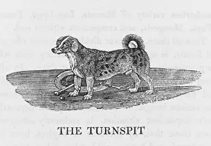 Destined: BEWICK - TURNSPIT