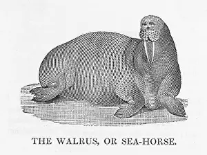 Walrus: BEWICK / WALRUS