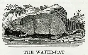 Periods: BEWICK / WATER RAT