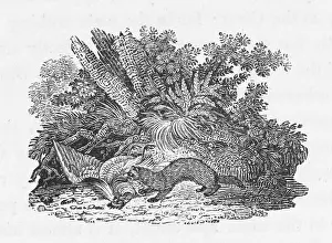 Weasel: BEWICK / WEASEL - 2