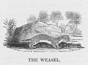 Stoat: BEWICK / WEASEL