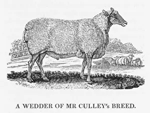 Bred: BEWICK - WEDDER SHEEP