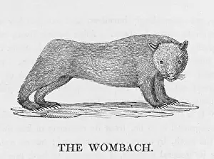 Burrows: BEWICK / WOMBAT