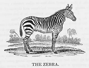 Relative: BEWICK / ZEBRA