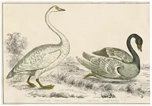 Bewicks: BEWICKS, BLACKNECKEDSWAN