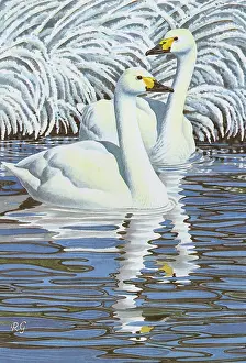 Swims: Bewick's Swan
