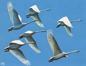 Wedge: Bewick's Swans