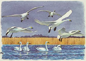 Swims: Bewick's Swans