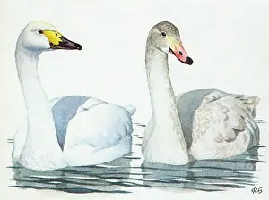 Bewick: Bewick's Swans