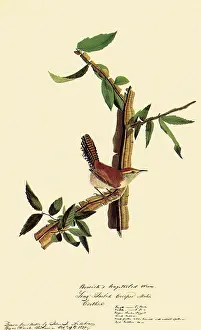 Wren: Bewick's Wren, Thryomanes bewickii