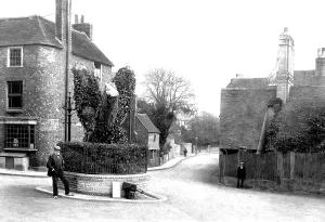 Bexhill: Bexhill, Walnut Tree 1903
