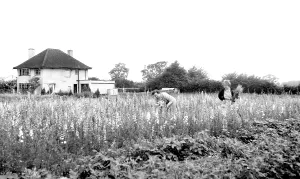 Nurseries: Beyton, Jeavons Nurseries c1955