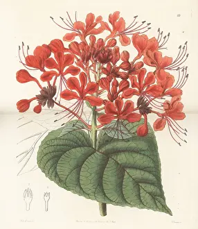 Sion: Bhat or hill glory bower, Clerodendrum infortunatum