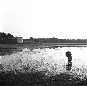 Picker: Bhopal, Madhya Pradesh - India
