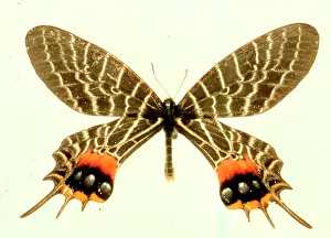 Bhutan: Bhutanitis lidderdalii, Bhutan glory
