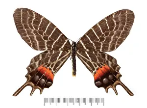Stripey: Bhutanitis ludlowi, Bhutan glory