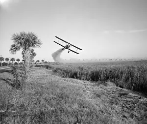 Insecticides: A bi-plane is spraying DDT insecticide during ?