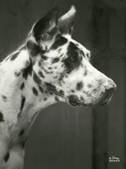 Benda: Bianka, a Great Dane